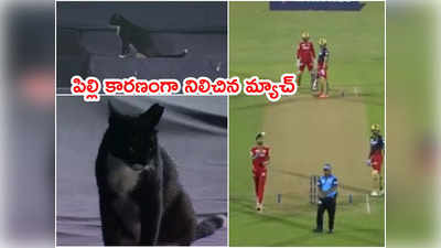 పిల్లి కారణంగా నిలిచిన PBKS vs RCB మ్యాచ్.. అంపైర్లకి పని