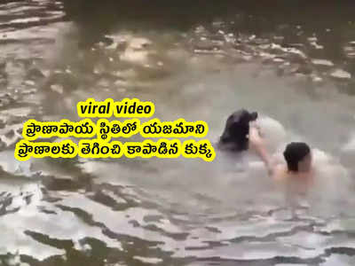 viral video: ప్రాణాపాయ స్థితిలో యజమాని.. ప్రాణాలకు తెగించి కాపాడిన కుక్క