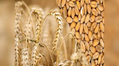 Wheat Exports: গম রফতানিতে নিষেধাজ্ঞা কেন্দ্রের, কমবে আটার দাম!