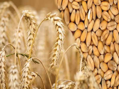 Wheat Exports: গম রফতানিতে নিষেধাজ্ঞা কেন্দ্রের, কমবে আটার দাম!