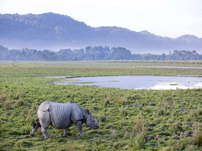 असम में काजीरंगा नेशनल पार्क - Kaziranga National Park in Assam