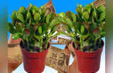 Crassula Plant Upay: मनी प्लांट से भी तेजी से पैसा दिलाता है यह पौधा, कहते हैं पैसों का चुंबक