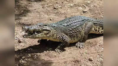 Crocodile: Sunrban-এ ত্রাস! পাথরপ্রতিমার পর গোসাবায় লোকালয়ে কুমির