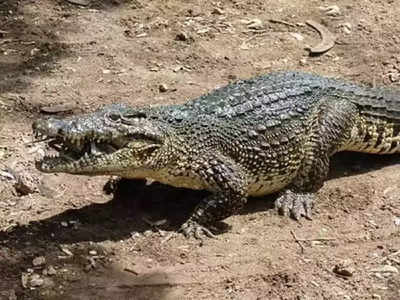 Crocodile: Sunrban-এ ত্রাস! পাথরপ্রতিমার পর গোসাবায় লোকালয়ে কুমির