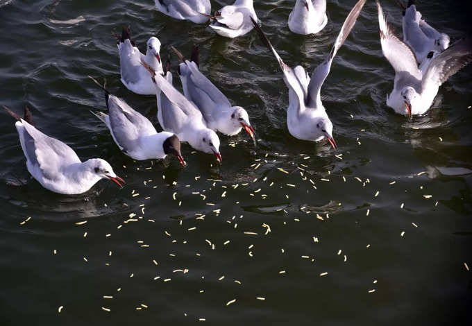 Seagulls surat.