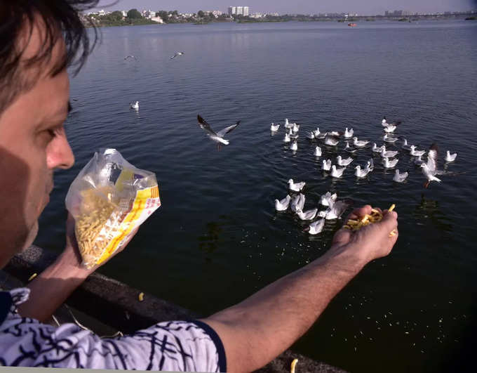 Seagulls surat2.