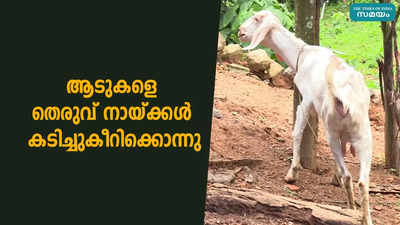 ആടുകളെ തെരുവ് നായ്ക്കള്‍ കടിച്ചുകീറിക്കൊന്നു