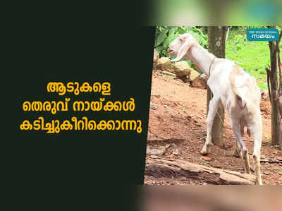 ആടുകളെ തെരുവ് നായ്ക്കള്‍ കടിച്ചുകീറിക്കൊന്നു