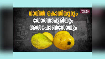 നാവില്‍ കൊതിയൂറും തോത്താപുരിയും അല്‍ഫോണ്‍സോയും, മാമ്പഴ വിരുന്നൊരുക്കി വിദ്യാർത്ഥികൾ, വീഡിയോ കാണാം