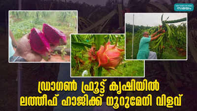 ഡ്രാഗൺ ഫ്രൂട്ട് കൃഷിയിൽ ലത്തീഫ് ഹാജിക്ക് നൂറുമേനി വിളവ്