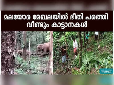 മലയോര മേഖലയിൽ ഭീതി പരത്തി വീണ്ടും കാട്ടാനകൾ