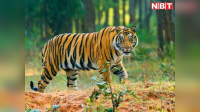Valmiki tiger reserve News: बाघ के हमले में किशोर की मौत, बकरी चराने गया था