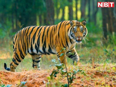 Valmiki tiger reserve News: बाघ के हमले में किशोर की मौत, बकरी चराने गया था