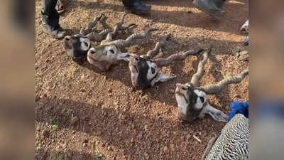 Guna Police Killing Update: नौशाद की भतीजी के निकाह में परोसा जाना था काले हिरण का मांस, इसलिए शिकार के लिए गए थे आरोपी