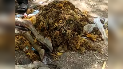 धक्कादायक: गायीच्या पोटातून काढले तब्बल ५५ किलो प्लास्टिक पिशव्या अन् खिळा...