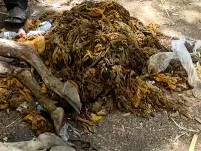 धक्कादायक: गायीच्या पोटातून काढले तब्बल ५५ किलो प्लास्टिक पिशव्या अन् खिळा...