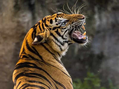 Tiger: বাঘের আতঙ্ক হরিণঘাটায়! সন্ধে নামলেই ঘরবন্দি স্থানীয়রা