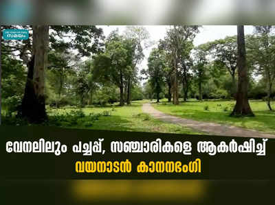 വേനലിലും പച്ചപ്പ്, സഞ്ചാരികളെ ആകര്‍ഷിച്ച്  വയനാടന്‍ കാനനഭംഗി