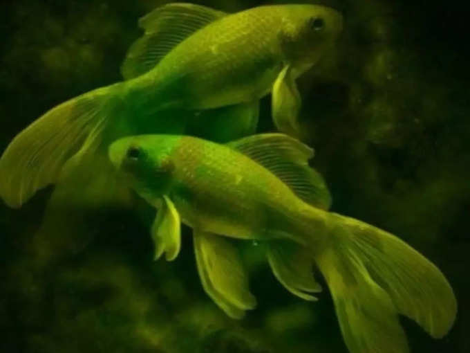 ​Pisces மீனம் இன்றைய ராசிபலன்