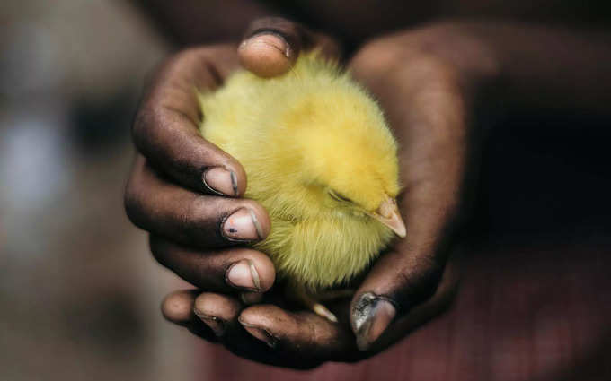 ​ಪ್ರಾಣಿ ಹಿಂಸೆ ಮಹಾಪಾಪ