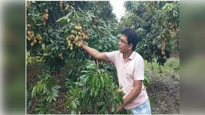 Litchi: সাতদিনের মধ্যেই বাজারে আসছে Murshidabad-এর সুস্বাদু বোম্বাই litchi, দাম কত?