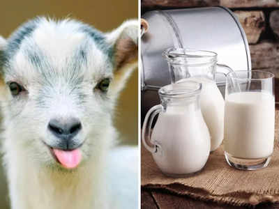 कमजोरी और मोटापे को आसानी से दूर कर सकता है बकरी का दूध, Ayurveda डॉक्टर ने बताए 4 फायदे