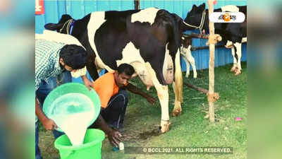 Cow Milk: গোরুর দুধের নয়া প্রকল্পে স্বনির্ভর হবেন ১০ হাজার
