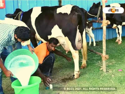 Cow Milk: গোরুর দুধের নয়া প্রকল্পে স্বনির্ভর হবেন ১০ হাজার