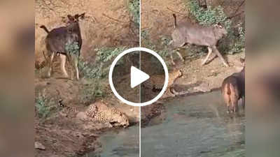 खूंखार तेंदुए के साथ पानी पी रहे थे हिरण, कैमरे में कैद हुआ शॉकिंग नजारा