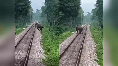 റെയിൽവേ ട്രാക്ക് മുറിച്ച് കടന്ന് കാട്ടാന; പിന്നെ സംഭവിച്ചത്