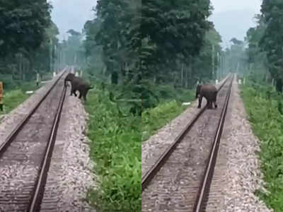 റെയിൽവേ ട്രാക്ക് മുറിച്ച് കടന്ന് കാട്ടാന; പിന്നെ സംഭവിച്ചത്