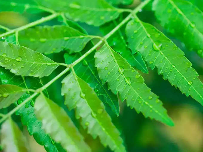 ​டெங்கு காய்ச்சலுக்கு வேப்பிலை (dengue and neem)