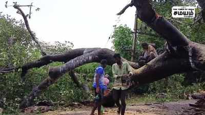 விழுப்புரத்தில் கனமழை; பழமையான ஆலமரம் சாய்ந்தது; முக்கிய அப்டேட்!