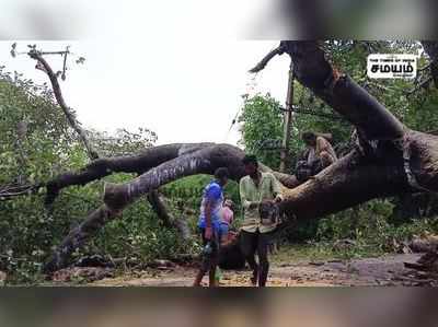 விழுப்புரத்தில் கனமழை; பழமையான ஆலமரம் சாய்ந்தது; முக்கிய அப்டேட்!