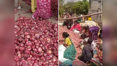 किसान ने ₹2 लाख में बोई थी प्याज, फसल अच्छी हुई, पर मजबूरी में 200 क्विंटल प्याज फ्री में बांट दी