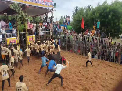 திருச்சி லூர்து மாதா ஆலய திருவிழா ஜல்லிக்கட்டு; முன்னாள் அமைச்சர் பங்கேற்பு!