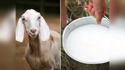 Health Benefits Of Goat Milk: গোরু নয় ছাগলের দুধের উপকারিতা হরেক, আয়ুর্বেদ চিকিৎসকের থেকে জেনে নিন...