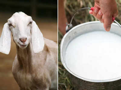 Health Benefits Of Goat Milk: গোরু নয় ছাগলের দুধের উপকারিতা হরেক, আয়ুর্বেদ চিকিৎসকের থেকে জেনে নিন...