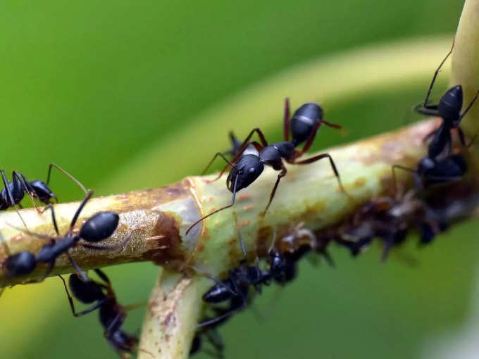 ​ಇರುವೆಗಳನ್ನು ನೋಡಿದರೆ ಧನಲಾಭ