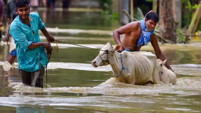 जनावरांनाही फटका