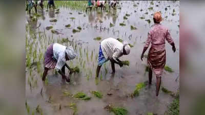 படுஜோராக காட்டுமன்னார்கோவிலில் நடவுபணி.. காதுக்கு இனிமையாக கிராமிய பாடல்..