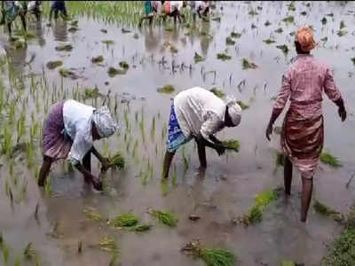 படுஜோராக காட்டுமன்னார்கோவிலில் நடவுபணி.. காதுக்கு இனிமையாக கிராமிய பாடல்..