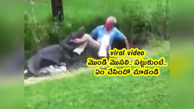 viral video: మొండి మొసలి.. పట్టుకుంటే.. ఏం చేసిందో చూడండి