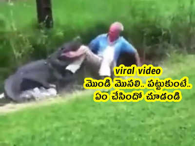 viral video: మొండి మొసలి.. పట్టుకుంటే.. ఏం చేసిందో చూడండి