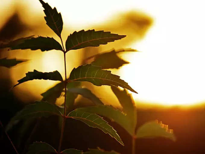 neem leaves