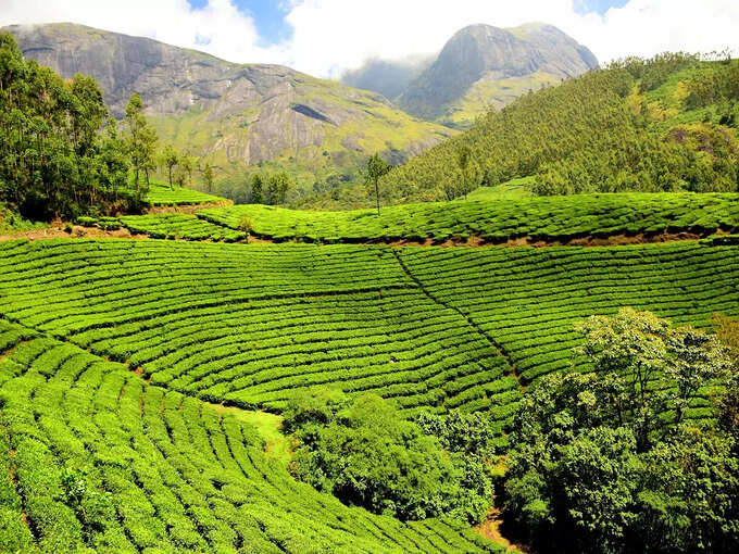 पालमपुर में टी गार्डन - Tea Garden in Palampur