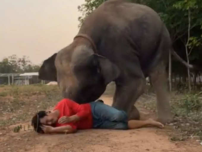 बहुत अच्छे साथी होते है हाथी!