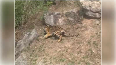 Seoni News : पानी पीने आए बाघ व शावक को ग्रामीणों ने घेरा, डंडे और पत्‍थरों से किया हमला