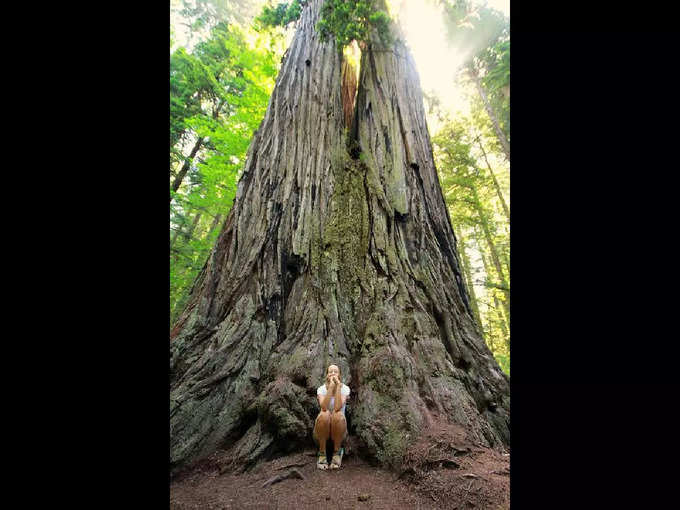 భూమిపై జీవించివున్న అతిపెద్ద జీవి జైంట్ సెకోయా (giant sequoia) కోనిఫెరస్ చెట్టు. దాని పేరు జనరల్ షెర్మన్ (General Sherman)