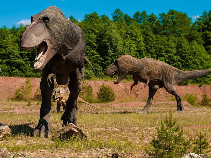 రాక్షసబల్లులు (Dinosaurs) భారీ రాళ్లను మింగేసేవి. ఆ రాళ్లు కడుపులో ఉండి... ఆహారం అరిగేందుకు ఉపయోగపడేవి.